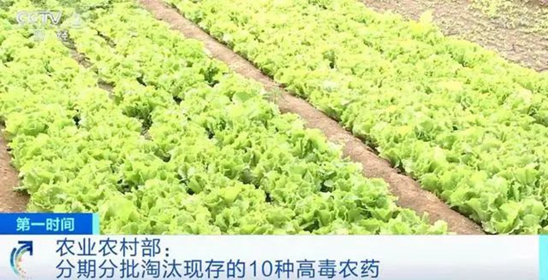 農業農村部：3年內淘汰這10種高毒農（nóng）藥， 重點治理豇豆（dòu）、韭菜、芹菜農殘超（chāo）標(圖1)